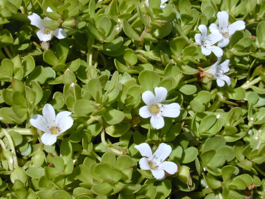 bacopa monnieri,bacopa monnieri amazon,bacopa monnieri dosage,bacopa monnieri benefits,bacopa monnieri plant,bacopa monnieri reddit,bacopa monnieri extract,bacopa monnieri side effects,bacopa monnieri thyroid,bacopa monnieri dose