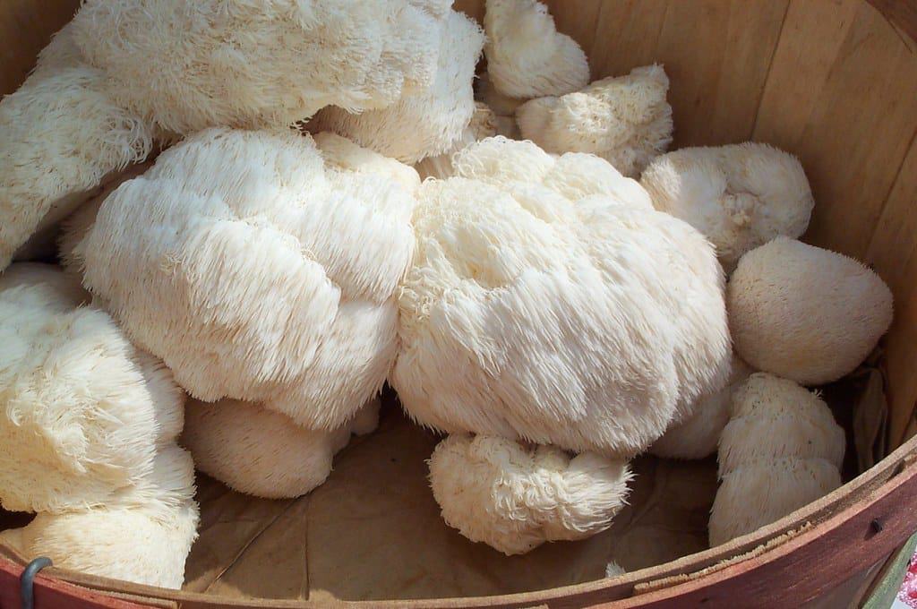 where to buy lion's mane mushroom,how to cook lion's mane mushroom,how to grow lion's mane mushroom,how to cook lion's mane,how to grow lion's mane,how to cook lion's mane mushrooms,where to buy lion's mane,