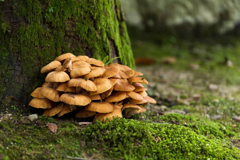 mushroom supplements,are mushroom supplements good for you,paul stamets mushroom supplements,best mushroom supplements,are mushroom supplements safe,best mushroom supplements reddit,mushroom supplements benefits,mushroom supplements for cancer,shitake mushroom supplements