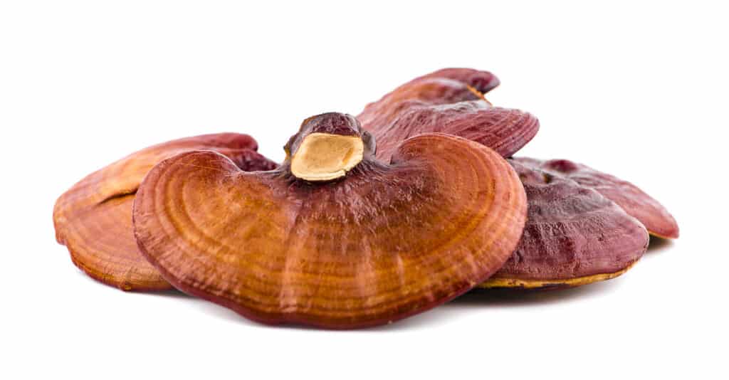 health benefits of reishi mushroom supplements,maitake mushroom supplements,health benefits of shiitake mushroom supplements,red reishi mushroom supplements,abm mushroom supplements,best medicinal mushroom supplements,best reishi mushroom supplements