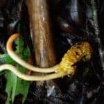 cordyceps,cordyceps fungus,cordyceps sinensis,cordyceps mushroom,cordyceps militaris,cordyceps benefits,cordyceps mushrooms,cordyceps mushroom benefits,cordyceps tuberculata,cordyceps ants,can humans get infected with cordyceps
