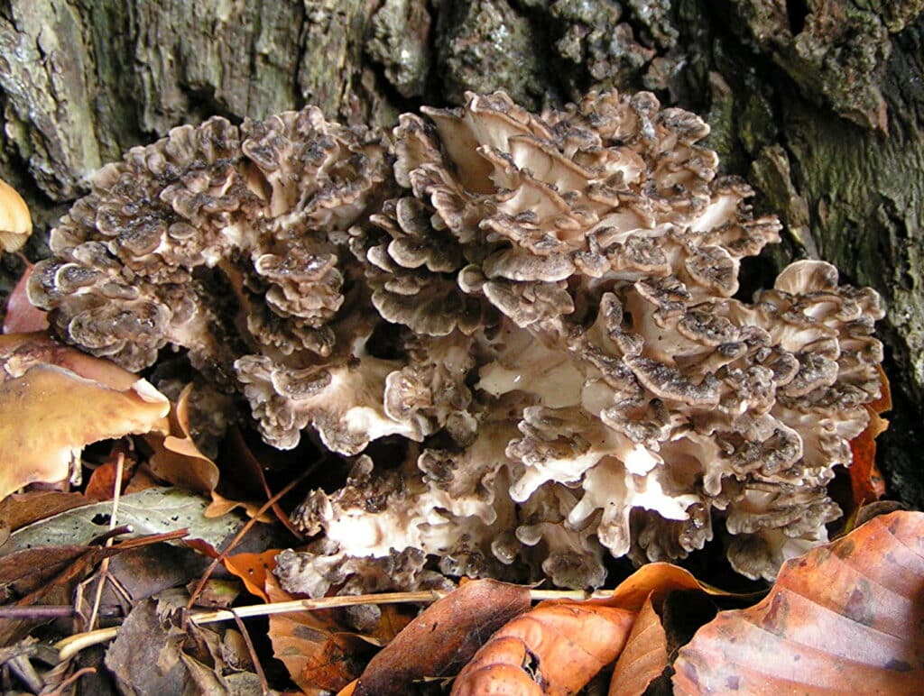 maitake recipes,growing maitake mushrooms,maitake mushroom price,maitake mushrooms recipe,cooking maitake mushrooms,maitake look alikes,how to cook maitake mushrooms,maitake mushroom powder,maitake mushroom health benefits