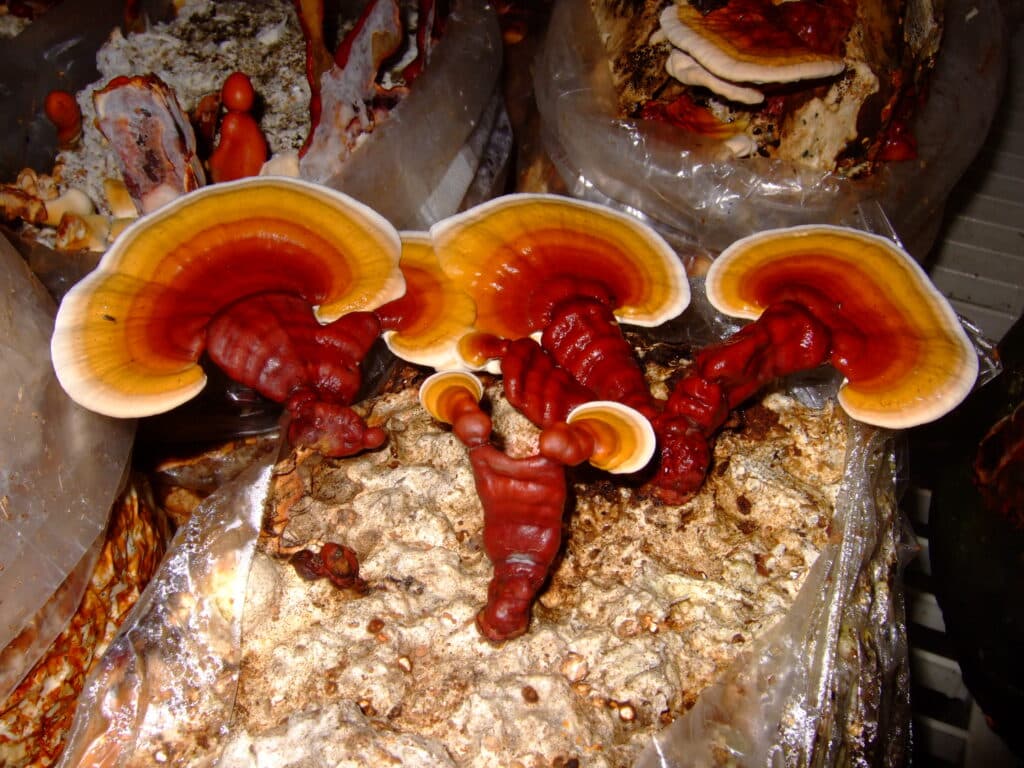 reishi mushroom elixir,benefits of reishi mushroom,reishi mushroom extract,reishi extract,reishi powder,reishi mushroom side effects,reishi mushroom coffee,reishi coffee,reishi bleach,what is reishi,reishi spore oil,reishi mushroom health benefits,reishi tincture