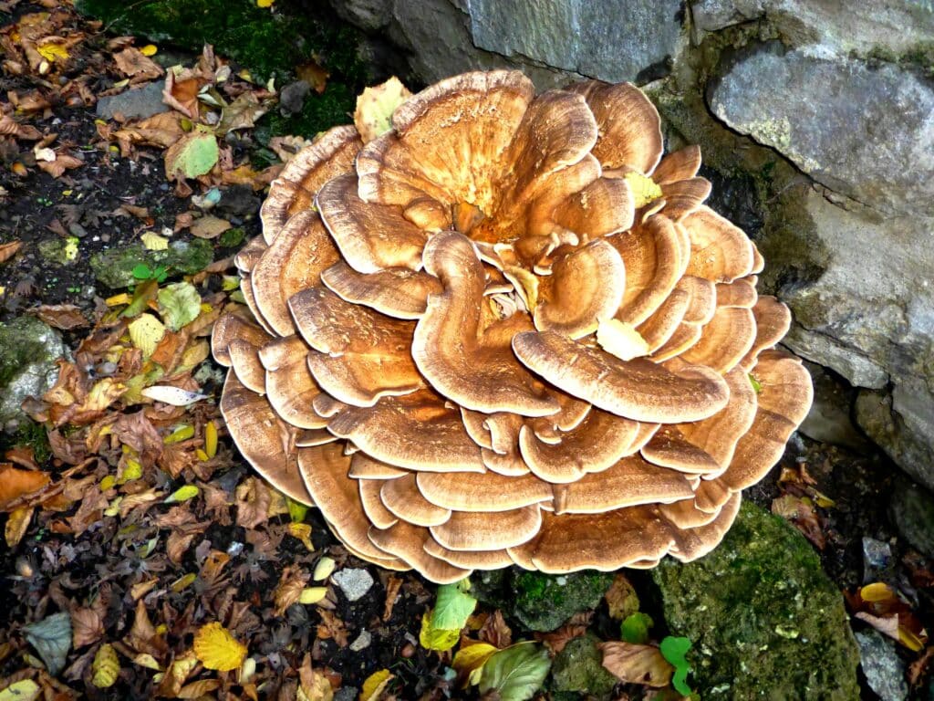 maitake mushroom,maitake mushrooms,maitake mushroom benefits,maitake mushroom recipe,maitake benefits,maitake mushroom extract,maitake recipe,maitake mushroom recipes,maitake mushrooms extract,maitake d fraction,maitake mushroom cancer