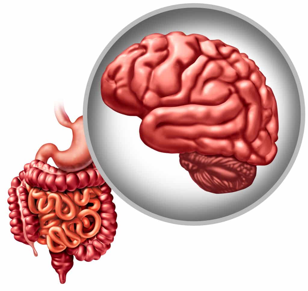gut brain leaky gut leaky brain