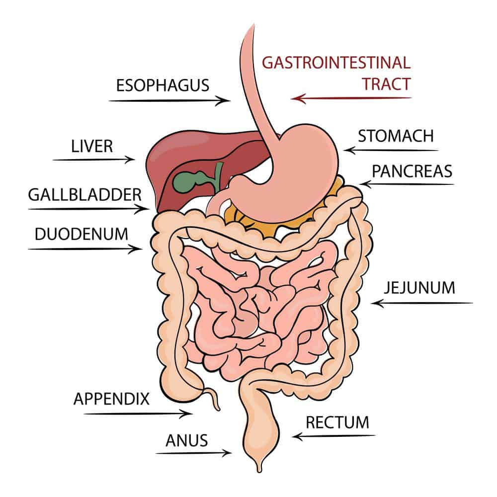 Digestive Process