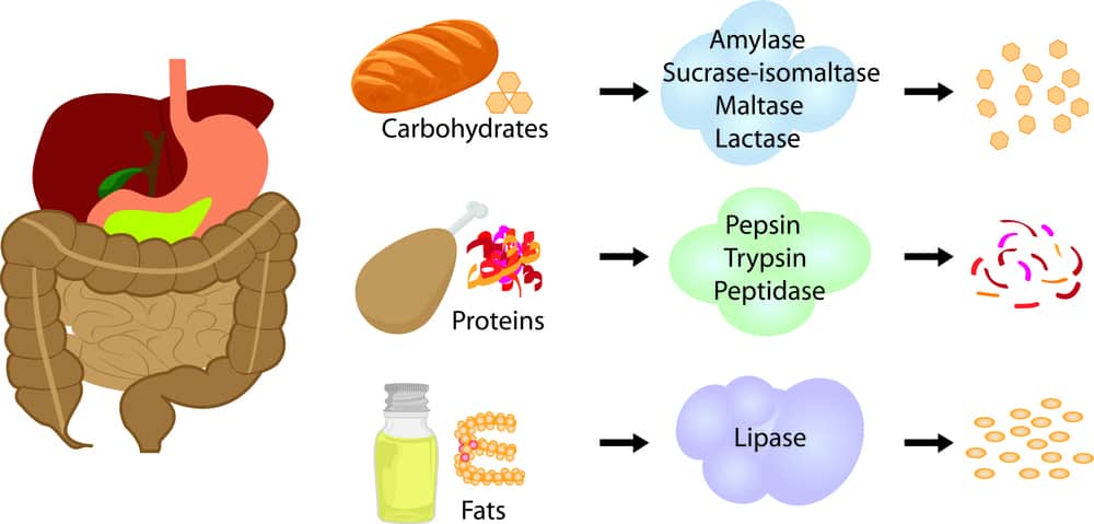 Digestive Enzymes