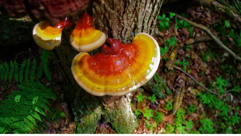 Best Lion's Mane Reishi Mushroom