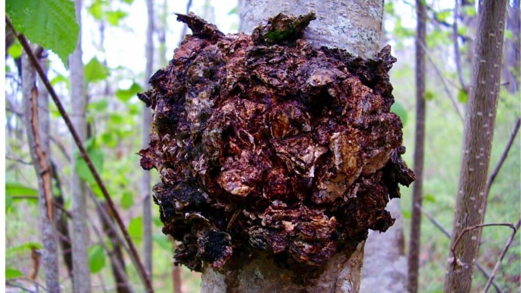 Best Lion's Mane Chaga Mushroom