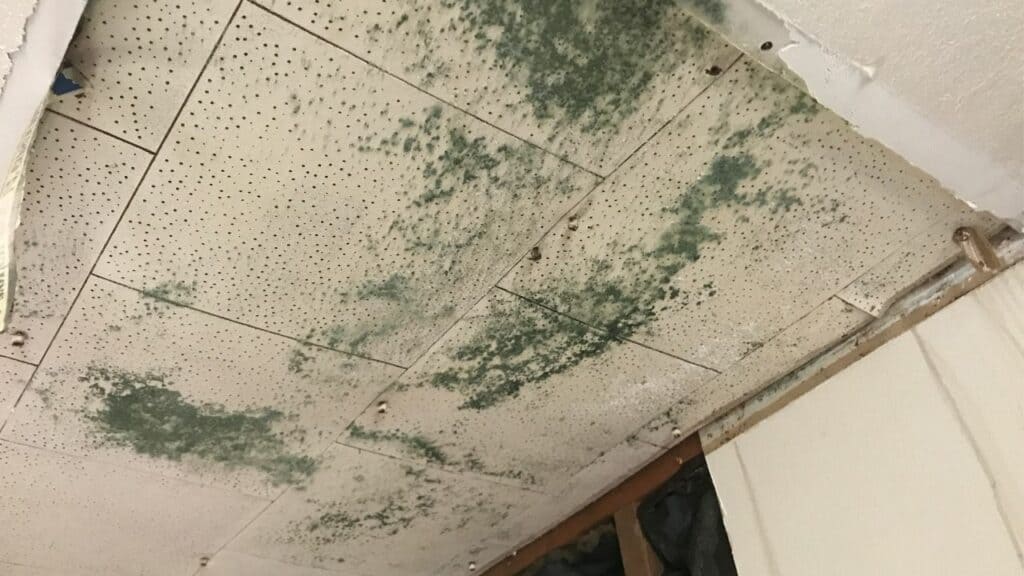 How Mold Toxicity Creates Brain Toxicity