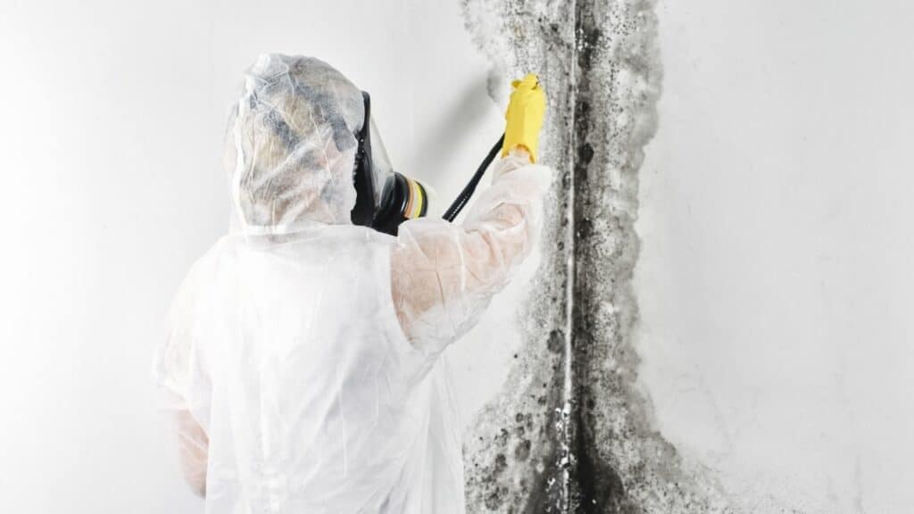 How Mold Toxicity Creates Brain Toxicity