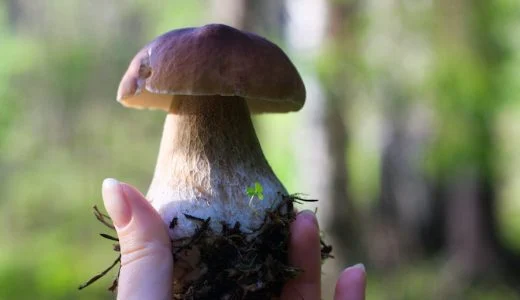 Third Wave Microdosing Course